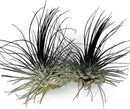 Thin Air Plant, Guatemala Tillandsia Live Airplant, Healthy Arrival Guaranteed, Great Indoor Plant, Home Decor & Gift (2 Black) by GreenHaven Gardens