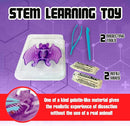 Dissect-It Simulated Synthetic Lab Dissection Toy, STEM Projects for Kids, Animal Science, Biology, and Anatomy Home Learning Kit, Bat by TinyTreasures Baby Boutique