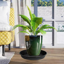 6 Pack of Plant Saucer 6 inch, Black Plastic Flower Plant Pot Saucer, Heavy Duty Plant Drip Trays Saucers for Indoor, Plant Water Tray for Planters by GreenHaven Gardens