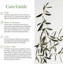 American Plant Exchange Live Arbequina Olive Tree, Fruit Bearing, Plant Pot for Home and Garden Decor, 5-Inch Pot, 1.5 Ft Tall by GreenHaven Gardens