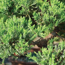 Brussel's Bonsai Brussel's Green Mound Juniper Bonsai in Zen Reflections Pot, SMALL by GreenHaven Gardens