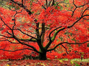 Red Japanese Maple - Live Plant 2-3 feet Tall - Deep Red Leaves by GreenHaven Gardens