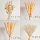 Natural Dried Pampas Grass Decor, Beige Pampas Grass, Bunny Tails Dried Flowers, Reed Grass Bouquet for Wedding Boho Flowers Home Table Decor, Rustic Farmhouse Party (100 in Total ) by CozyNest Decor