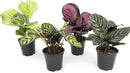Calathea Prayer Plants Live House Plants Kit (4 PK), Calathea Plant Live Indoor Plants Live Houseplants, Live House Plants Indoors Live Plants Indoor, Live Indoor House Plants Live by Plants for Pets by GreenHaven Gardens