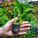 Anubias Live Aquarium Plants - Potted Freshwater Plant for Fish Tanks, Terrariums - Beginner Friendly Low Light (Congensis, 3 Pots) by GreenHaven Gardens