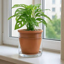 D'vine Dev 6 Inch Design Self Watering Pot for Indoor Plants, Terracotta Planter with Cylinder Glass Cup, Set of 2, 37-Y-B-1 by GreenHaven Gardens
