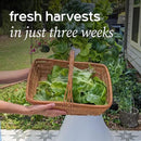 Farmstand Starter Kit + 24 Seedling Credit | Medium Hydroponic Growing System Kit | Self-Watering Outdoor Vertical Garden Planter Tower | 4ft 10in | Made in USA by GreenHaven Gardens
