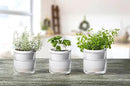 D'vine Dev 4 Inch Design Self Watering Planter for Indoor Plants, White Terracotta Pots with Cylinder Glass Cup, Set of 3, 37-Z-A-2-T by GreenHaven Gardens