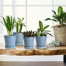 EFISPSS Plant Pots, 5 Inch Pots for Indoor Plants, Planters with Drainage Hole and Saucer, Ceramic Flower Pots Desktop Office Windowsill Decoration Gift Set of 4 - Sky Blue by GreenHaven Gardens