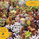 Costa Farms Haworthia Live Plant, Succulent Houseplant in Cute Decor Succulents Plant Pot, Potting Soil, Live Plants Desk Décor, Birthday, Valentine's Day Gift, Small Tabletop Size, Room Décor by GreenHaven Gardens