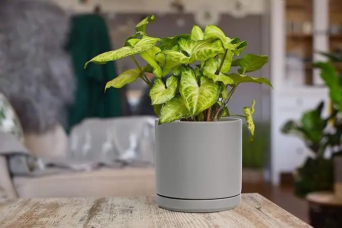 D'vine Dev 6 Inch & 8 Inch Ceramic Planter Pots for Plants with Drainage Hole and Saucer, Medium Plant Pots Set, Grey, 94-G-M-3, photo 6 of 7