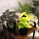 Essential Houseplant Collection (3PK) Live Plants Indoor Plants Live Houseplants in Plant Pots, Easy House Plants Indoors Live, Snake Plant, Pothos in Potting Soil, Clean Air Plants by Plants for Pets by GreenHaven Gardens