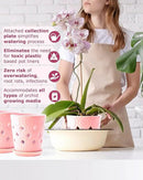 Whispering Winds Ceramic 5 x 6 Inch Orchid Pot with Holes & Saucer for Aeration and Drainage - Decorative Orchid Pots for Repotting, Prevent Over Watering & Root Rot (Cavern Pink) by GreenHaven Gardens