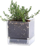 4 Inch Herb Planter Pot, Plastic Planter with Drainage Holes and Saucer, Modern Decorative Gardening Pot for Indoor Plants, Flowers, Herbs, Succulents, Clear, Set of 1, 76-Y-D-1 by GreenHaven Gardens