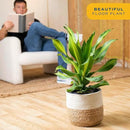 Costa Farms Dracaena Golden Heart Live Indoor Plant, Easy to Grow Houseplant in Modern Plant Pot, Potting Soil, Living Room, Home and Office Decor, Housewarming Gift, 2-3 Feet Tall by GreenHaven Gardens