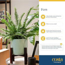 Costa Farms Kimberly Queen Fern, Live Indoor Plant, Houseplant Potted in Premium Décor Plant Pot, Potted in Potting Soil, Beautiful Room Decor, Birthday, Housewarming Gift by GreenHaven Gardens