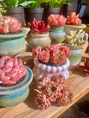 Echeveria Ben Badis Rare Live Succulent Plants, Red 4-5 Heads 3" Live Plant, Package Without Pot & Soil, Garden Indoor Office Desk, Wedding Party Baby Shower Decoration, Friend Plant Lovers Gifts by GreenHaven Gardens