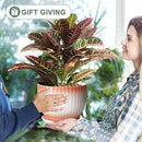 8 Inch Plant Pot, Ceramic Planter with Drainage and Saucer, Ceramic Pots for Plants, Indoor Plant pots,Ceramic Flower pots(Orange+ White, Plants NOT Included) by GreenHaven Gardens