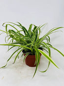 Reverse Variegated Spider Plant - Easy to Grow/Cleans The Air - 4in Pot by GreenHaven Gardens