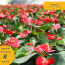 Costa Farms Anthurium Plant, Live Indoor Houseplant with Red Flowers, Easy Grow Flowering House Plant in Cute Décor Pot, Birthday, Housewarming, Get Well Soon, Home, Room, Office Décor, 12-Inches Tall by GreenHaven Gardens