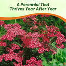 Outsidepride Cerise Queen Yarrow Seeds – 5000 Pcs. Perennial, Versatile, Clump-Forming, & Drought Tolerant Flower Seeds for Planting Fragrant & Vibrant Blooms, Ideal for Pollinator Gardens by GreenHaven Gardens