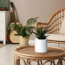 D'vine Dev 4 Pack 5 Inch Modern Plastic Plant Pots, Small Garden Planters for Plant with Drainage Holes and Saucers, White Color, 74-Z-G-2 by GreenHaven Gardens