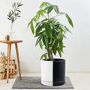 D'vine Dev 10 Inch Ceramic Planter Pot with Drainage Hole and Saucer, Indoor Cylinder Round Planter Pot, Split Monochrome Black & White, 94-O-E-0 by GreenHaven Gardens