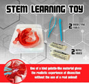 Dissect-It Kit for Kids, Simulated Synthetic Lab Dissection Toy, Salamander STEM Toys for Animal Science, Biology, and Anatomy by TinyTreasures Baby Boutique