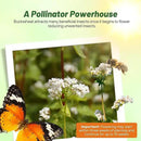 Outsidepride Buckwheat Seeds - 50lbs Annual, Fast-Growing, Easy to Grow Buckwheat Cover Crop Seeds for Green Manure, Bee Pasture & Pollinators, Wildlife Habitat, Soil Improvement, and Erosion Control by GreenHaven Gardens