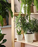 Plant Pots, Flower Pots, Planters for Indoor Plants(6.5+5.5inch), Flower Pots for Indoor Plants with Drainage Hole and Saucer, Ceramic Pots for Plants with Hole Mesh Pad,Reactive Glaze White by GreenHaven Gardens
