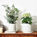 6 + 8 Inch Plant Pots, Ceramic Planter Pot with Drainage Hole & Saucer, Indoor/Outdoor Cylinder Round Planter Pot, Matte White by GreenHaven Gardens