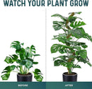 2 Pack 42'' Bendable Moss Pole Monstera Plant Support - Real Forest Moss for Climbing Indoor Plants - Stakes for Potted Climbers - Tall Sticks Indoor Trellis for Houseplants - Pot Accessories by GreenHaven Gardens