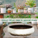 Succulent Pots - 11.5 Inch Ceramic Bonsai Pots with Drainage, Large Shallow Succulent Planters for Indoor Outdoor Plants, Round Glazed Cactus Flower Plant Container Bowl Home Desk Decor(White) by GreenHaven Gardens