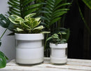 Phoenix Vine 6 Inch 4 Inch Self Watering Planter, White Terracotta Clay Pots with Glass Reservoir for Indoor Plants, Herbs, Flowers, 52-B-G-46 by GreenHaven Gardens