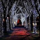 YIQU White Extra-Long 2-Pack Each 72ft 200 LED Solar String Lights Outdoor, Waterproof Green Wire 8 Lighting Modes Solar Christmas Lights for Garden Patio Tree Party Wedding Decorations (Cool White) by GreenHaven Gardens