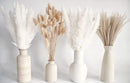 Natural Dried Pampas Grass Decor, White Pampas Grass， Bunny Tails Dried Flowers, Reed Grass Bouquet for Wedding Boho Flowers Home Table Decor, Rustic Farmhouse Party (100 in Total ) by CozyNest Decor