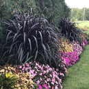 Pack 3 Fountain Grass Plants Live, 5-9 Inch Tall, Ornamental Grasses Live Plants Perennial, Well-Rooted Perennial Grass Clumps (Black Fountain Grass) by GreenHaven Gardens