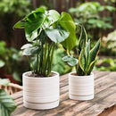 6 + 8 Inch Plant Pots, Ceramic Planter Pot with Drainage Hole & Saucer, Indoor/Outdoor Cylinder Round Planter Pot, Matte White by GreenHaven Gardens