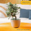 Costa Farms Mini Bonsai Tree, 1-Year Old Grower's Choice Live Indoor Plant, Easy to Grow Houseplant in Indoor Plant Pot, Potting Soil, Room and Home Decor, Birthday, Housewarming Gift, 10-Inches Tall by GreenHaven Gardens