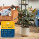 Costa Farms Burgundy Rubber Plant, Live Indoor Ficus Elastica Tree, Live Indoors Houseplant in Décor Planter Pot, Potting Soil Mix, Gift for Housewarming New House, Home or Office Decor, 2-3 Feet Tall by GreenHaven Gardens