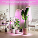 Grow Lights with Base, Double Head, Full Spectrum LED Grow Light for Indoor Plants, 240 Leds, 4 Dimmable Levels, Timer 4/8/12h, 12-60inches Height Adjustable, 36w, Ideal for Desk Small Plants by GreenHaven Gardens