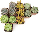 Succulents Plants Live (12PK) Potted Succulent Plants Live House Plants, Cactus Plants Live Plants Indoor Plants Live Houseplants, Indoor Plant Succulents Live Plant House Plant by Plants for Pets by GreenHaven Gardens