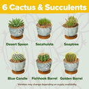 HOME GROWN Deluxe Succulent & Cactus Seed Grow Kit - Indoor Cactus & Succulent Kit w/Cactus Seeds, Potting Soil, Ceramic Succulent Pots, Water Drip Trays, Grow Guide for Plant Lovers by GreenHaven Gardens