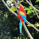 Realistic Parrot Sculpture Resin Hanging Parrots Garden Statues Lifelike Bird Figurines Landscape Ornament Patio Yard Lawn Figurine Tree Decor, Outdoor Garden Wall Statues (Red) by GreenHaven Gardens