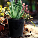 1.5 Gallon Plastic Nursery Pots, 7.5 Inch Round Plant Pots with Drainage Holes, 15 Pack Flower Pots for Outdoor Indoor Plants, Flowers, Black by GreenHaven Gardens