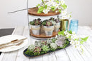 Live Succulents Plants Live Bulk Plant Tray (50 Pack), Bulk Succulents Live Indoor Plants Live Houseplants, Live Plants in Cactus and Succulent Soil Mix, Live Plant Kit Plant Gifts by Plants for Pets by GreenHaven Gardens