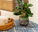 AlphaAcc Artificial Plants Potted Real Looking Small Faux Plant with Rustic Black Cement Planter for Kitchen Office Desk Bookshelf Decor (Ficus Plant) by CozyNest Decor