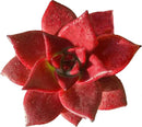 FWPP Live Succulents Plants Echeveria Agavoides v Romeo Rubin 3 inches,Rare red Succulents Bare Root Without Pot Soil, Live Plants Indoor Office Decoration Wedding and Gift by GreenHaven Gardens