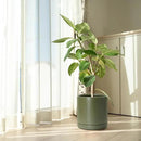 D'vine Dev 10 Inch Ceramic Planter Pot with Drainage Hole and Saucer, Indoor Cylinder Round Planter Pot, Olive, 94-O-E-J