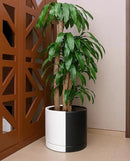 D'vine Dev 12 Inch Ceramic Planter Pot with Drainage Hole and Saucer, Indoor Cylinder Round Planter Pot, Split Monochrome Black & White, 94-O-F-0 by GreenHaven Gardens
